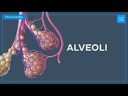 Alveoli - Quick Anatomy | Kenhub