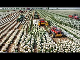 China's Xinjiang’s Smart Cotton Farming Breakthrough! surpasses the USA?