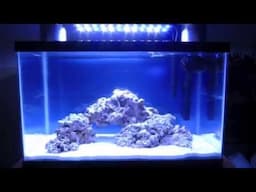 How to set up a Saltwater Aquarium