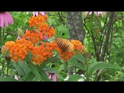 Butterflies, Bees, Flowers And Birds With Music