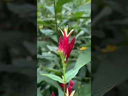 Are you familiar with this hidden gem of a #perennial? shop.gardeningknowhow.com #spigelia #shorts