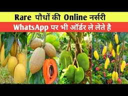 साल में दो बार फल देने वाला आम | Best Fruits Plant online Nursery | Home Garden