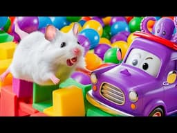 😱 Hamster Escape Maze - Hamster Cute pets Maze #hamsterescape #mazediytraps #545