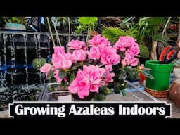 How to Grow Azaleas Indoors