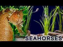 Why Seahorses Are So Weird