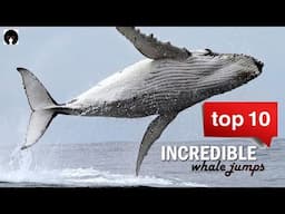 My Top 10 Whale jumps. Incredible whales on camera! (revised)