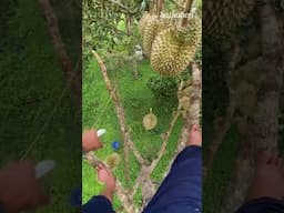 How do durians fall? #fruit #food #fyp #foryou #shorts #tiktok #viralvideo #satkahon