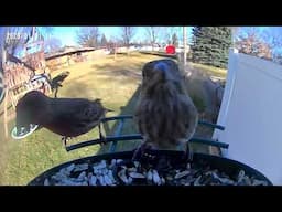 Two of a kind finches. #finches #wildbirds