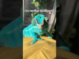 What do you think? 🤔 #reptiles #chameleon #pantherchameleon #furciferpardalis