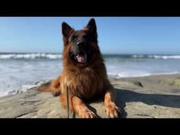 The Diary of German Shepherds 21