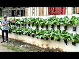 No Garden Needed, Grow Vegetables Year-Round with Just a Wall and a Few Plastic Bottles