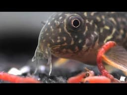 A Strange Feeding Behavior In The Corydoras Catfish