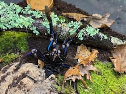 Chilobrachys natanicharum, Electric blue Tarantula   rehouse and care