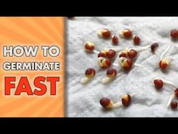 How To Germinate Seeds FAST! | Paper Towel Seed GERMINATION Method