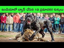 Most powerful dogs in india | indian dogs | facts in telugu | bmc facts