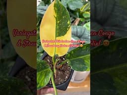 Big Box Store Plant Finds #shorts #shortvideo #rareplants #philodendron