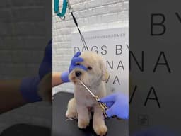 Maltipoo face scissoring #maltipoo #dogs #doggroomingtips