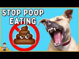 STOP Your Dog's Poop Eating for Good (vet-approved strategies)