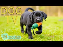 DOG TV: Videos Fun to Prevent Boredom and Calm Dogs While Home Alone - Best Relax Music for Dogs