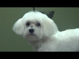 How to Groom A Maltese (Puppy Cut) - Do-It-Yourself Dog Grooming