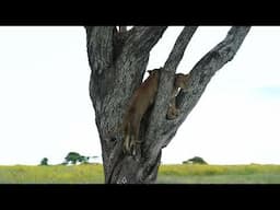 8 Lions in tree and they say they don't climb tress (Serengeti National Park)