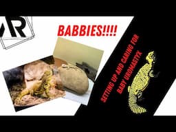 Baby Uromastyx Care !