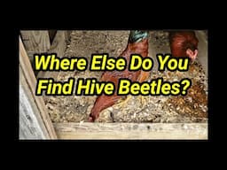 Where Else Do You Find Hive Beetles?