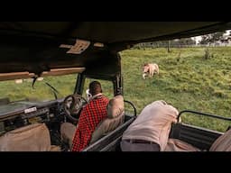 A Morning With Giants - WILDLIFE PHOTOGRAPHY ON SAFARI