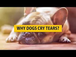 Do Dogs Cry? Facts About Dogs Tears