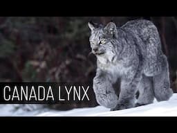 CANADA LYNX: A skilled tracker with huge paws who hunts deer