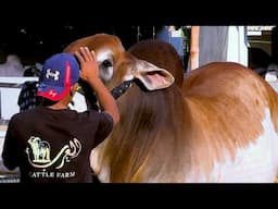 Aj Kuch GIANTS Kuch Nayab Cheezon Ka Shouq Ho Jae 😍 Al Arab Cattle Farm | Cattle Market Karachi