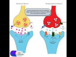 Serotonin Norepinephrine Reuptake Inhibitors (SNRIs) | Effexor | Venlafaxine | Cymbalta | Pristiq