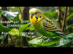 Budgerigar Bird's Diarrhea ? By@santanubirdscare