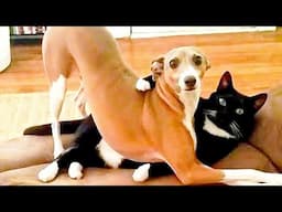 Funny Cats And Dogs Videos 🤣 - Funniest Animal Videos 2024! 🤗