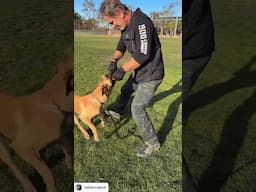 Play Tug with Your Dog #shorts #dogtraining #doglover #malinois