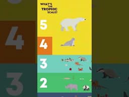 EXPLAINED: The Order Of The Food Chain / Trophic Levels #foodchain #naturalsciences #education #fun