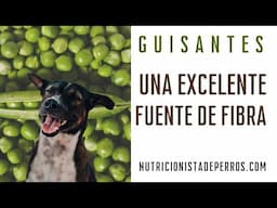 Los guisantes una excelente fuente de fibra para tu perro