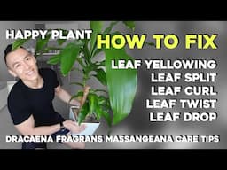 Happy Plant | How to fix 5 common issues | Dracaena Fragrans Massangeana Corn/Dragon Plant Care Tips