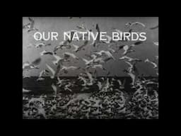 Our Native Birds: Titles.