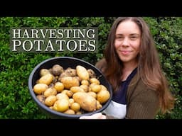 Harvesting Potatoes Grown in Containers vs. In Ground 🥔 Which Did Better?