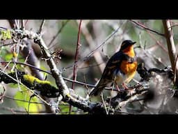 SOME TIME WITH A VARIED THRUSH #thrush