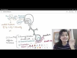 Exchange of Gases in lungs alveoli | Diffusion Membrane