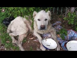 No one cared how his life was, until he was fed for the first time after 3 weeks in the sun