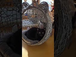 Adorable Cat Beds for our 9 black cats #blackcats  #blackcatsmatter  #catlover #cat