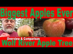 The Greatest Apple of All Time - Wolf River - Overview of a huge apple for eating, baking, & saucing