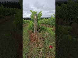 Enjoying walking around the vineyards in Yarra Valley in Southern Australia #wine #yarravalleywine