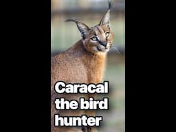 All about the caracals in in one minute #shorts