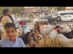 Bakro k Rates | Karachi Life on Eid Days | Hasan Square Bakra Mandi