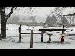 Finally A Little Winter In Texas - The Horses Enjoying Some Snow