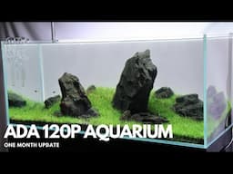 ADA 120P Aquarium - One Month Update